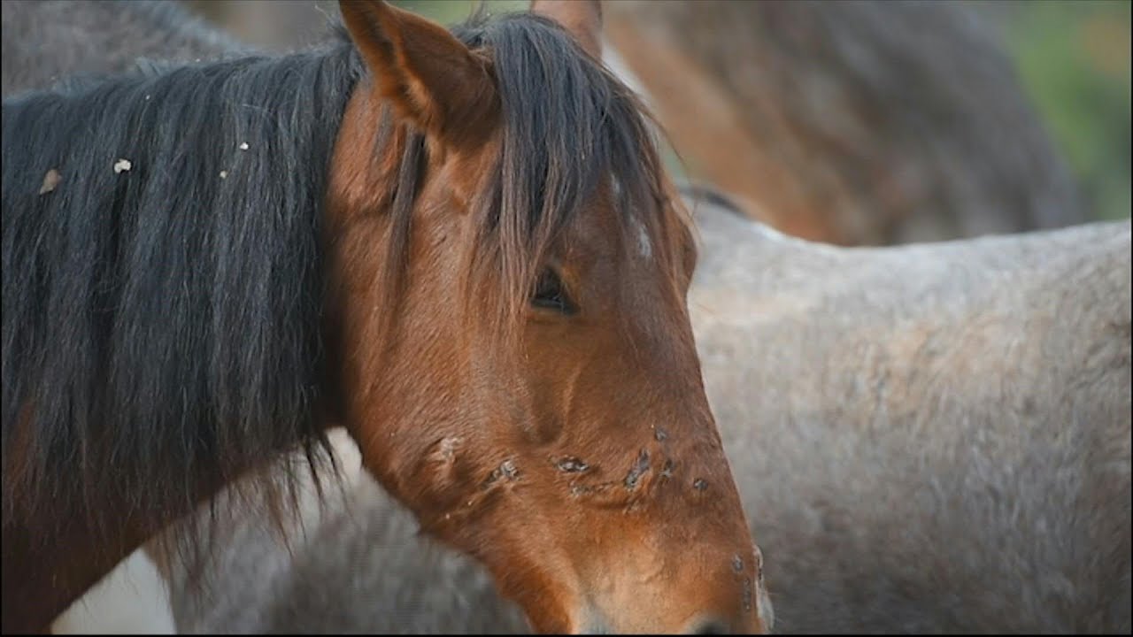 Polícia francesa à caça de mutiladores de cavalos