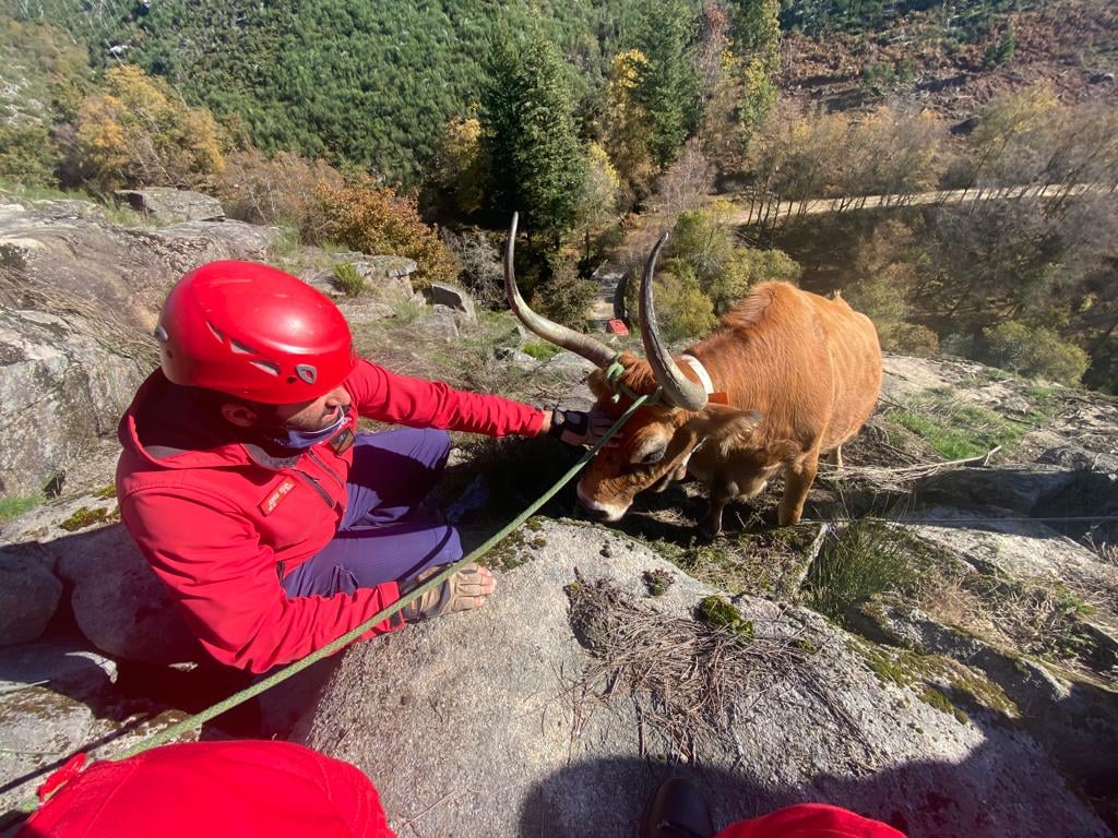 Vaca presa em rochas resgatada pelos bombeiros em Arcos de Valdevez