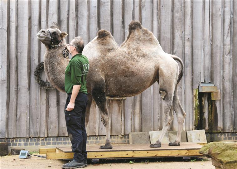 Camelos com botox desclassificados de concurso de beleza na Arábia Saudita