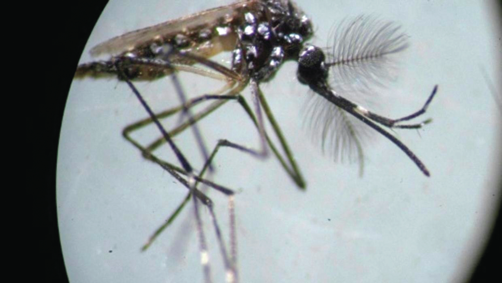 Dengue. Investigadores falam em descoberta “muito entusiasmante”