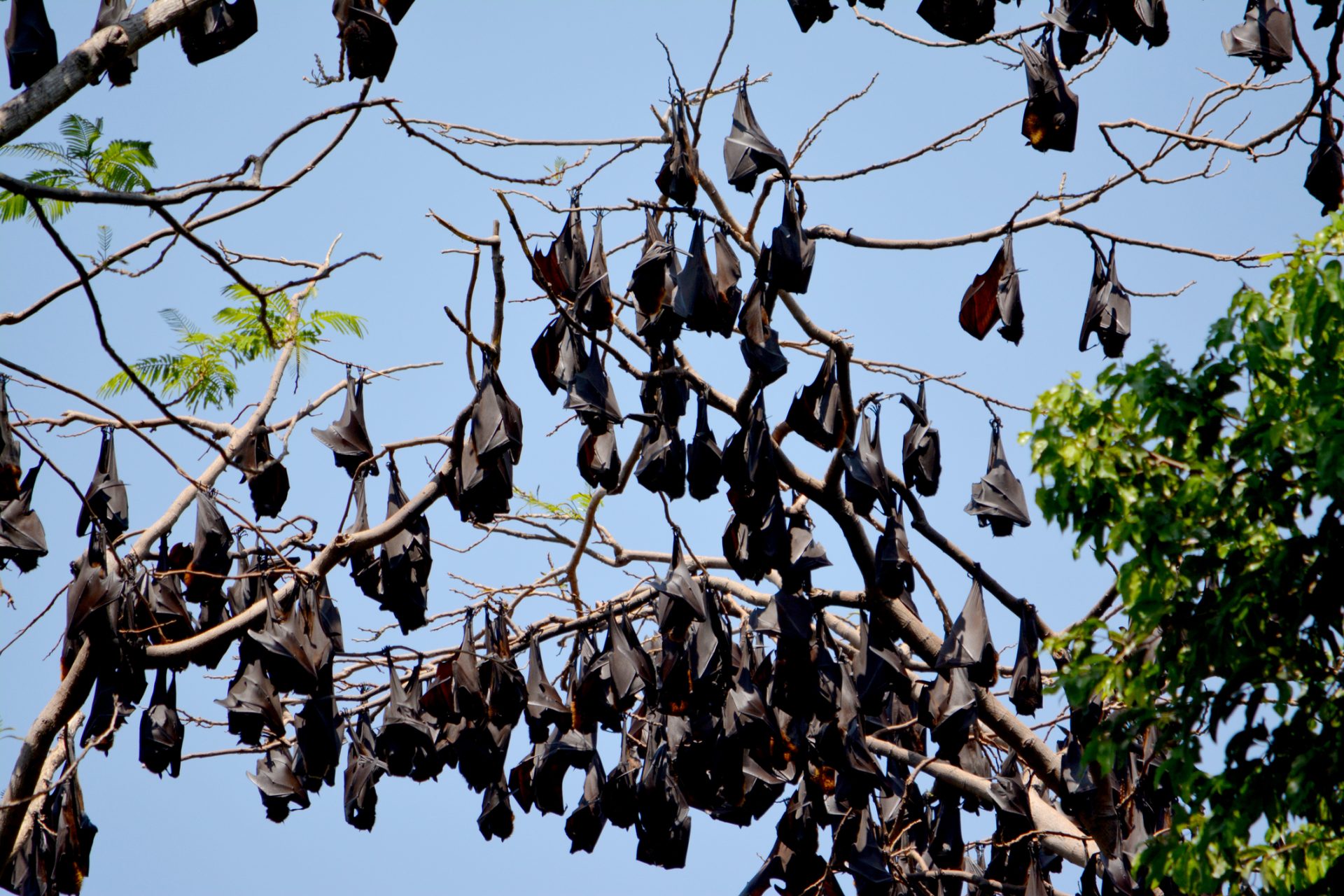 Morcegos controlam pragas no Vale do Tua