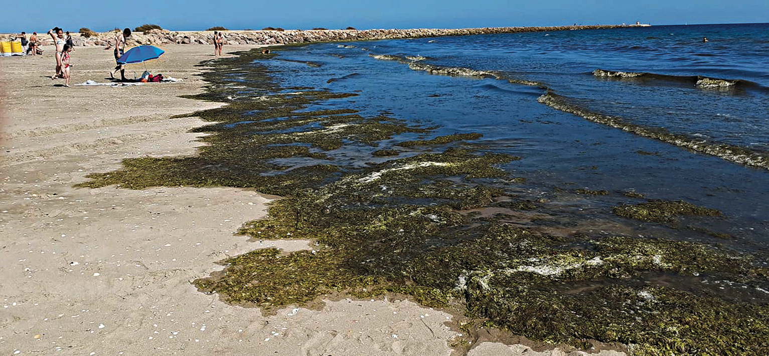 Algas no Algarve. Fenómeno normal que não afeta qualidade
