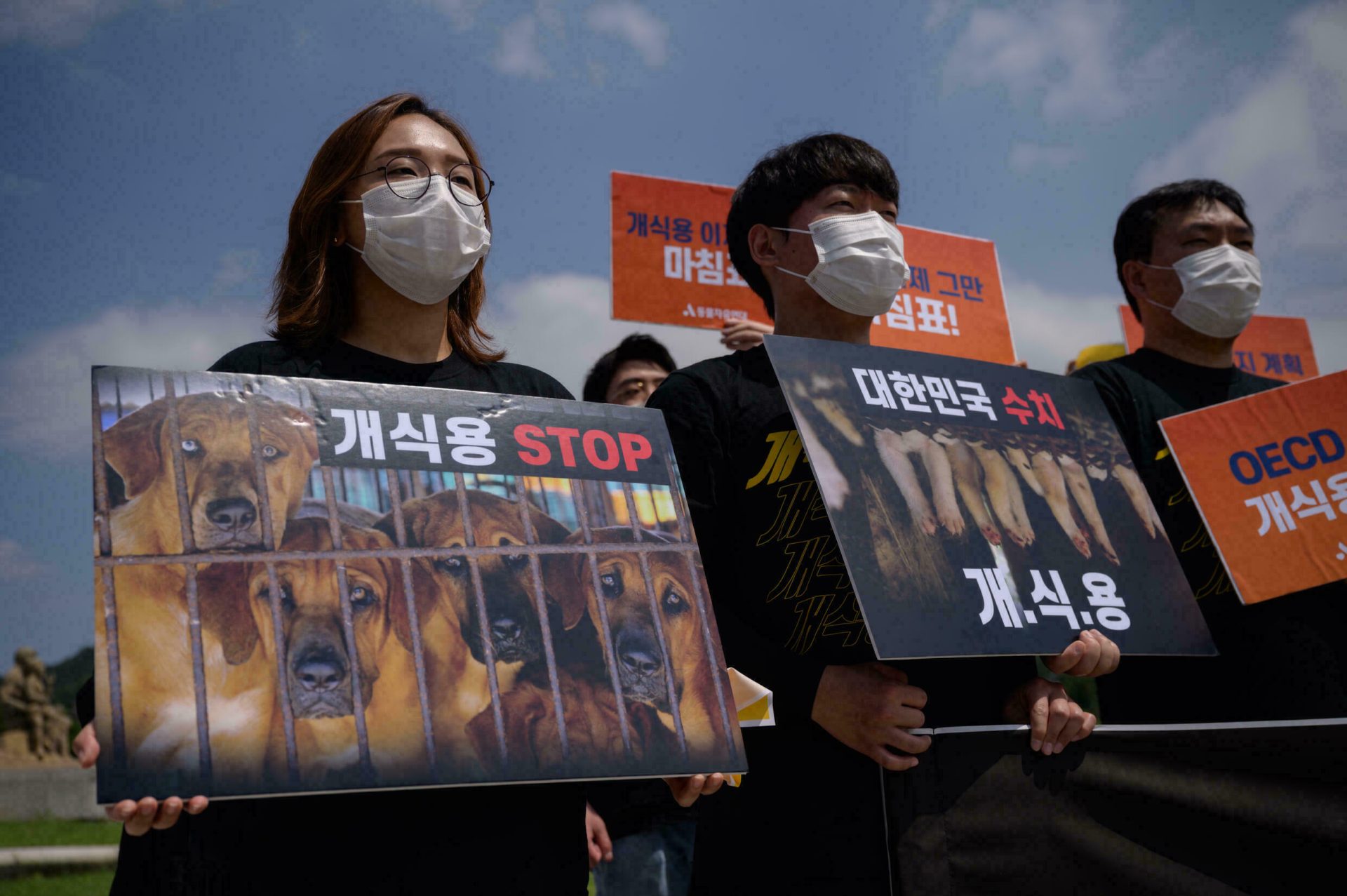 Coreia do Sul. Presidente pondera proibir consumo de carne de cão