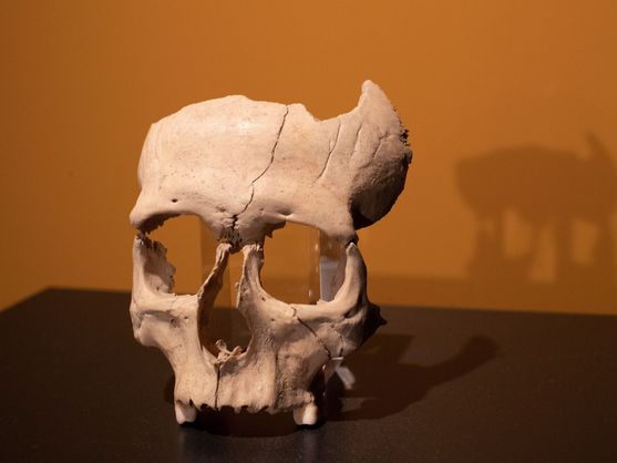 Arqueólogos localizam um crânio ibérico na muralha romana de Olèrdola