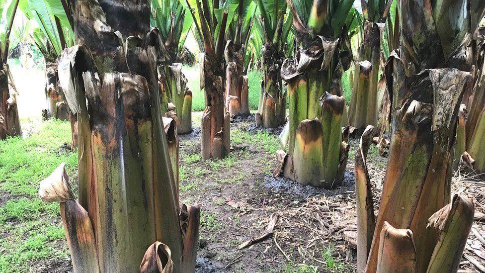 Banana da Etiópia pode ser um “salva-vidas” para as alterações climáticas