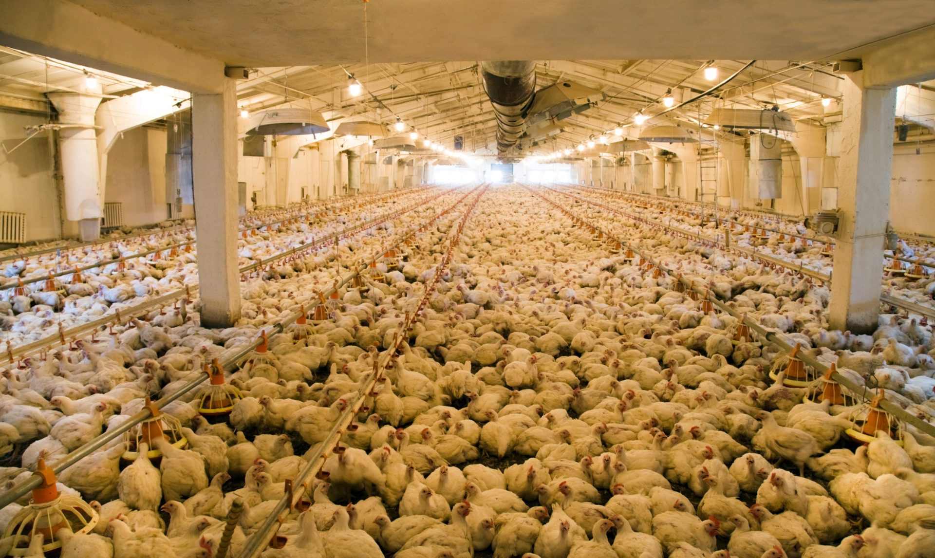 Produtores têm de abater animais com apoios de há 20 anos devido à gripe das aves