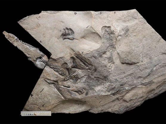 Maior fóssil de pterossauro jurássico do mundo encontrado na Escócia