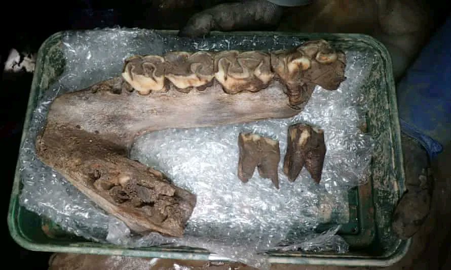 Restos de dente de mamute encontrados num estaleiro no Reino Unido