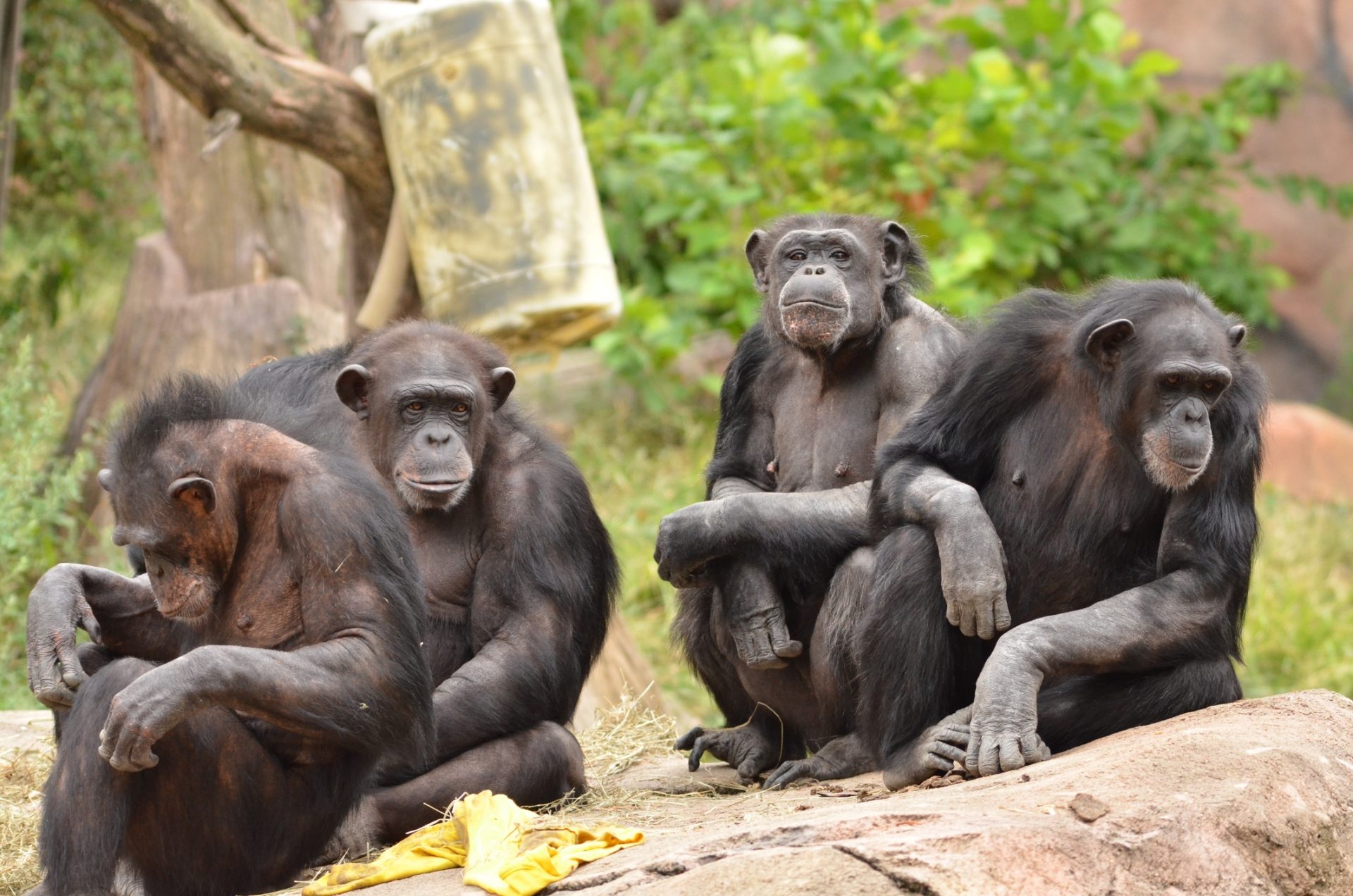 Chimpanzés utilizam insetos para tratar das feridas uns dos outros