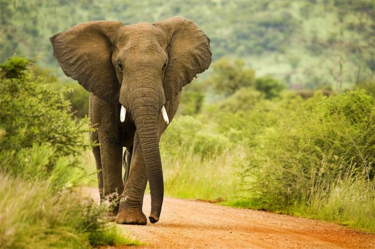 Tribunal nos EUA encontra-se a avaliar se um elefante tem direitos humanos