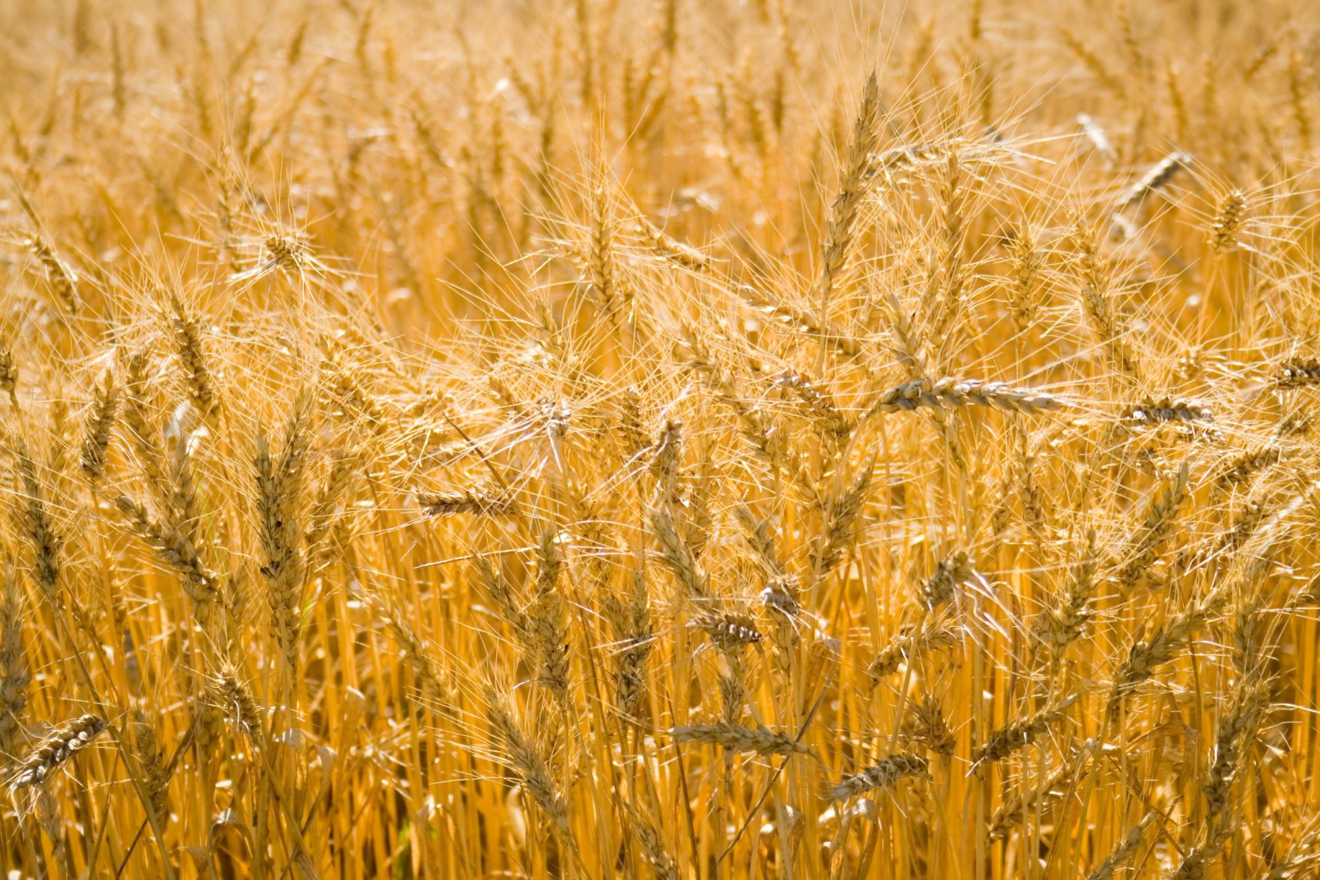 Dependência externa de cereais vai agravar-se no Outono