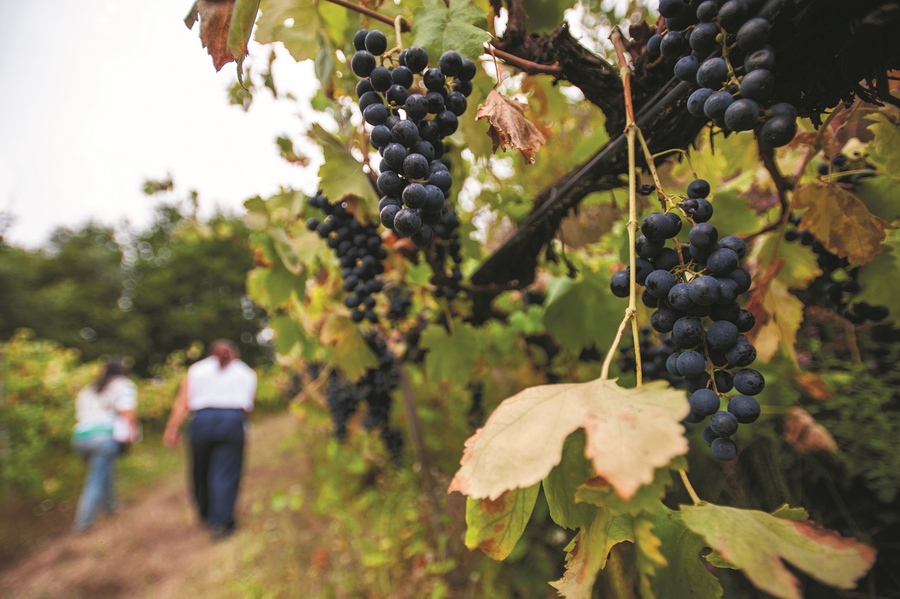 Aumentos. Pequenos e médios produtores de vinho “à beira da falência”
