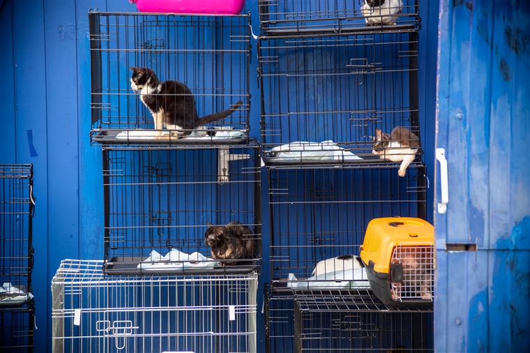 Encontrados 2 mil gatos mortos destinados à medicina tradicional no Vietname