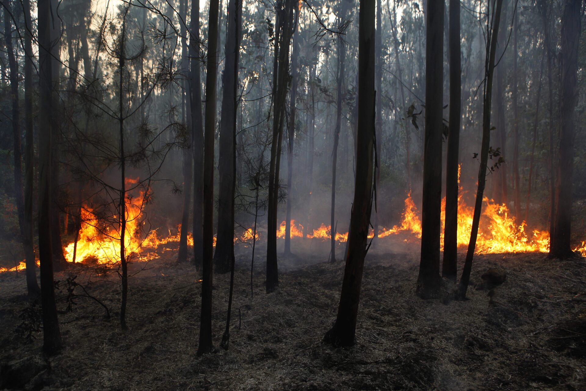 Mais de 30 concelhos de seis distritos em perigo máximo de incêndio