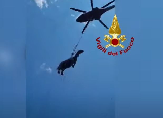 Vídeo mostra cavalo a ser retirado de helicóptero de fosso com quatro metros de profundidade