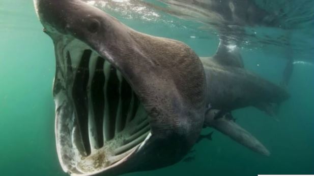 Segunda maior espécie de tubarão avistada no mar em Viana do Castelo