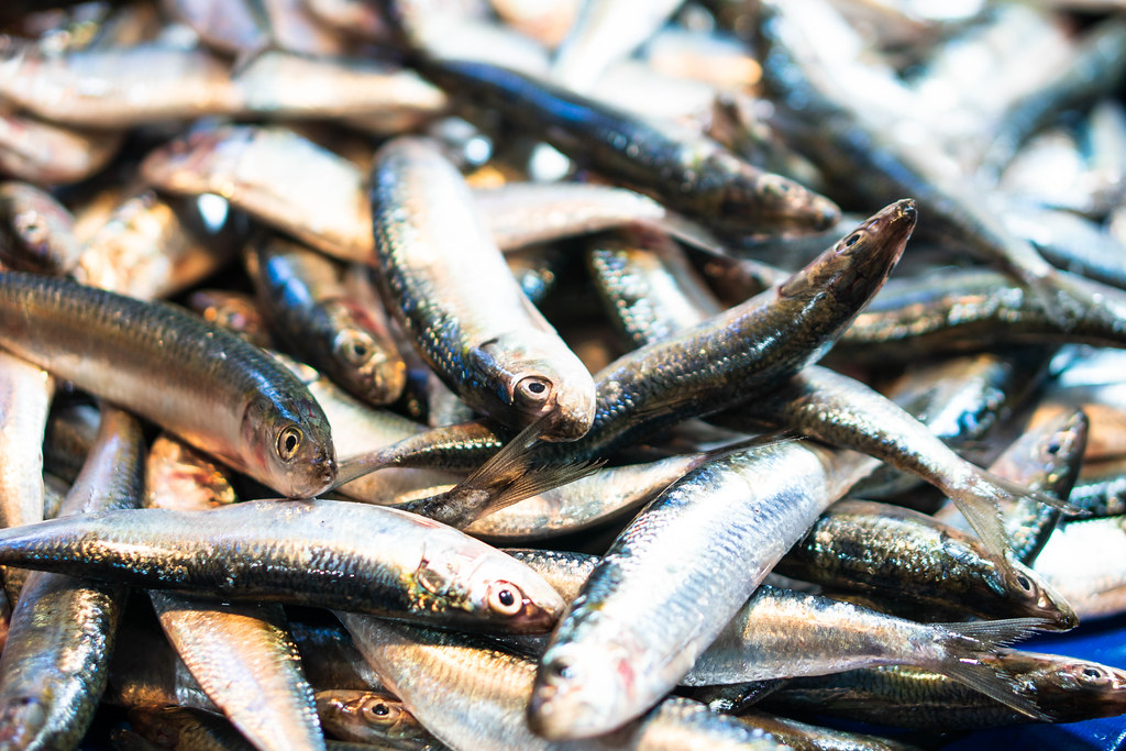 Já há data para os novos limites da pesca da sardinha entrarem em vigor