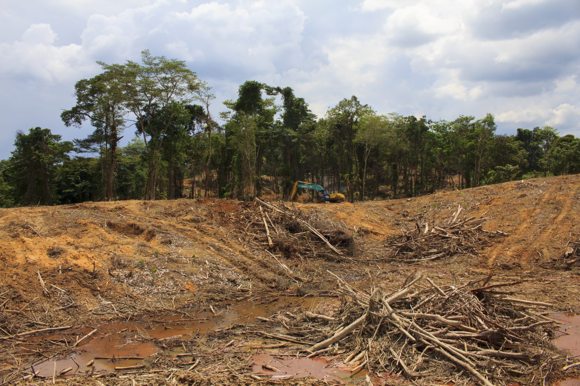Desflorestação da Amazónia diminui mais de metade em setembro