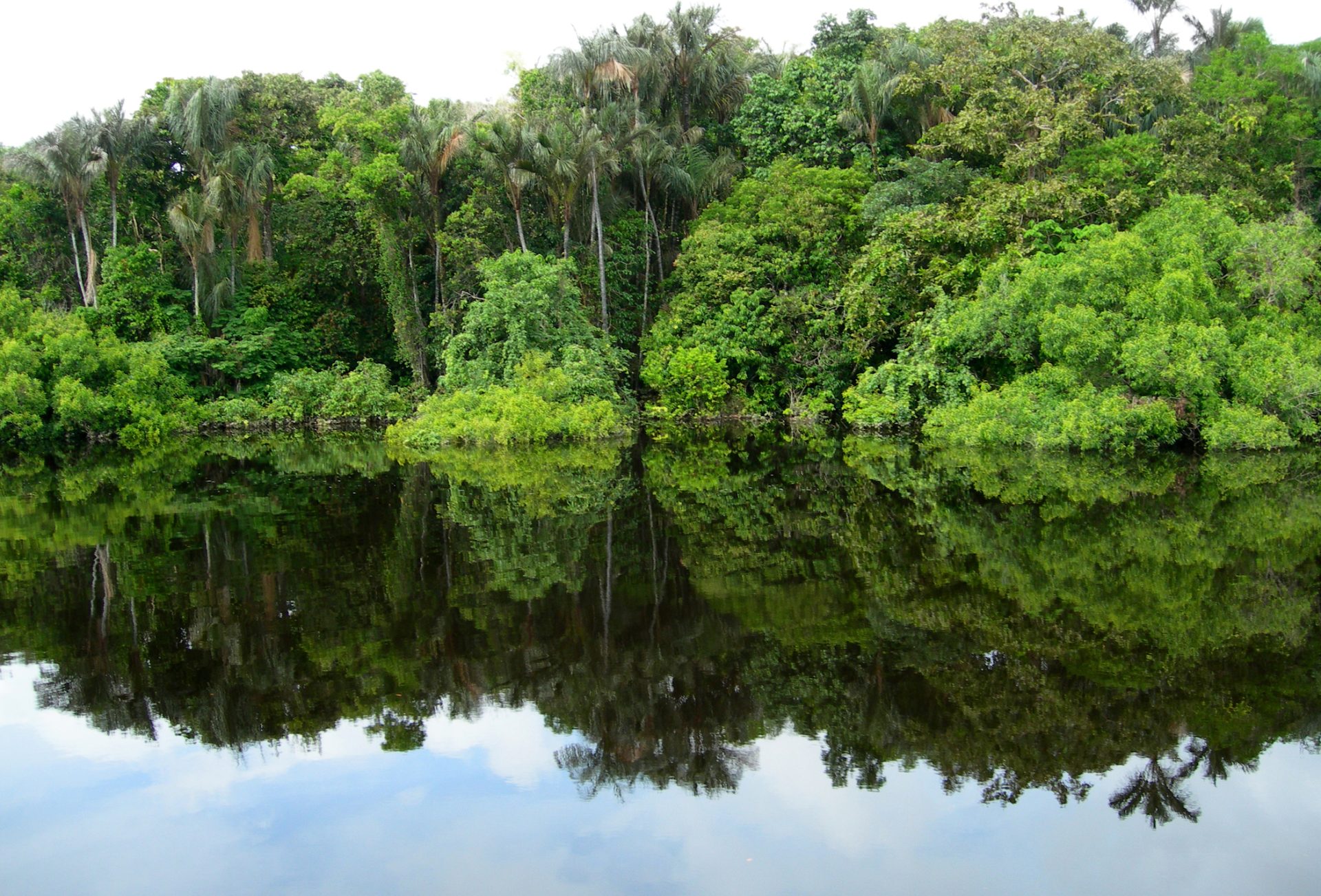 Desflorestação da Amazónia cai 63% no 1.º bimestre
