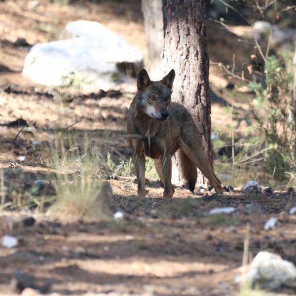 Aplicação “Eu vi um lobo” recolhe fotos para mapear e proteger a espécie