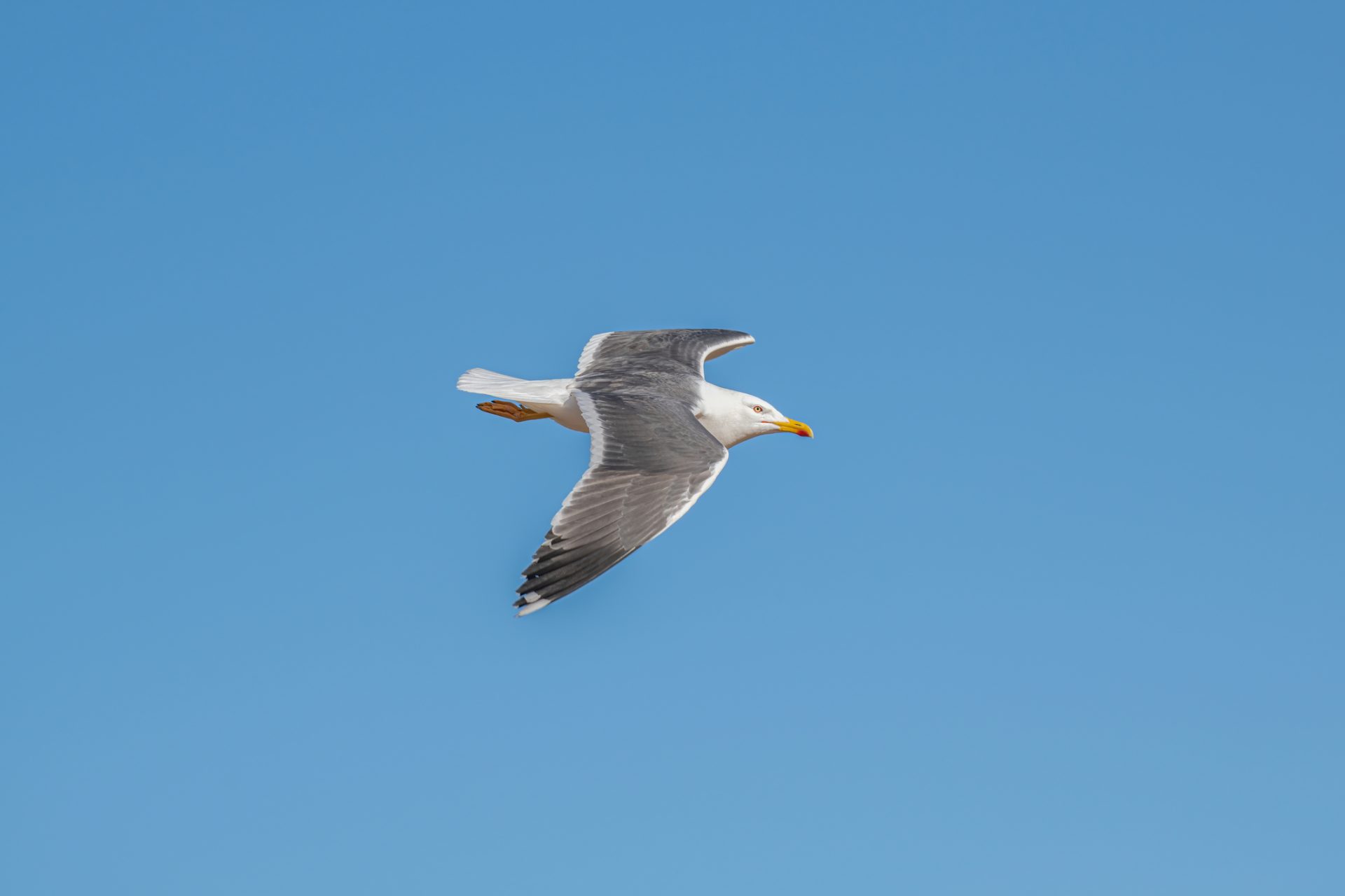 Gripe das Aves detetada numa gaivota em Aveiro