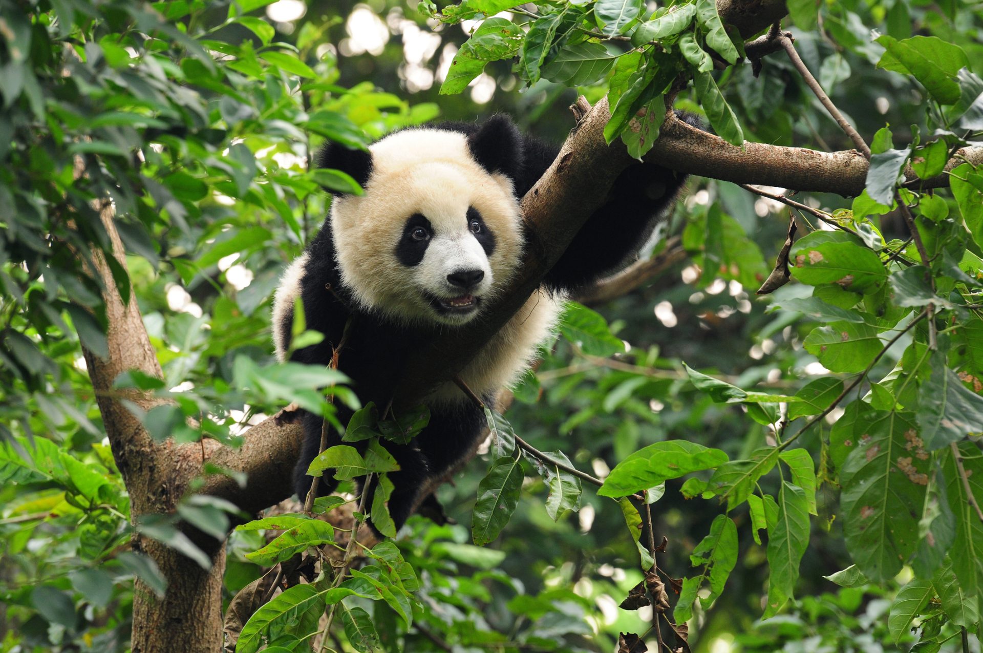China. Aumento da população de pandas em estado selvagem