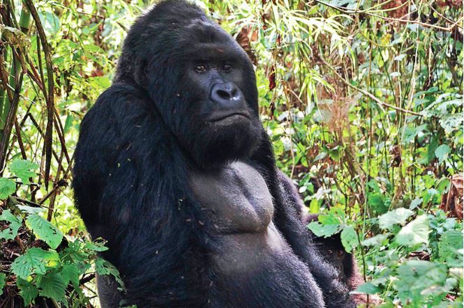 Gorilas no Ruanda salvos de extinção