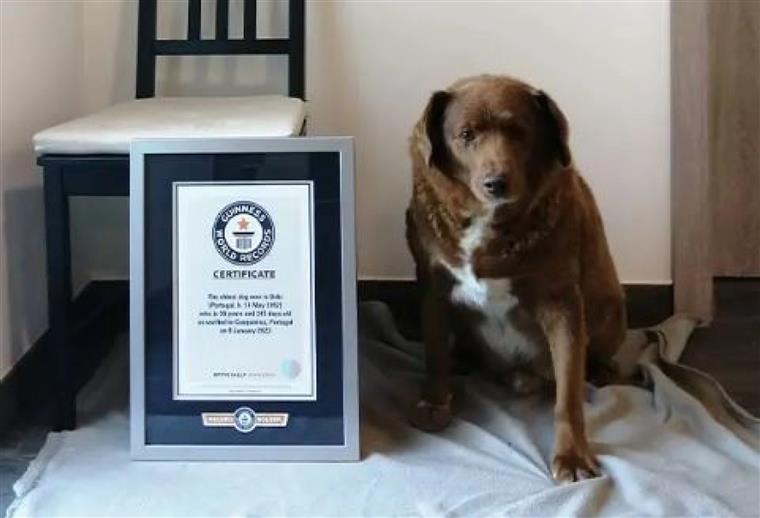 Guinness retira título de cão mais velho do mundo a Bobi