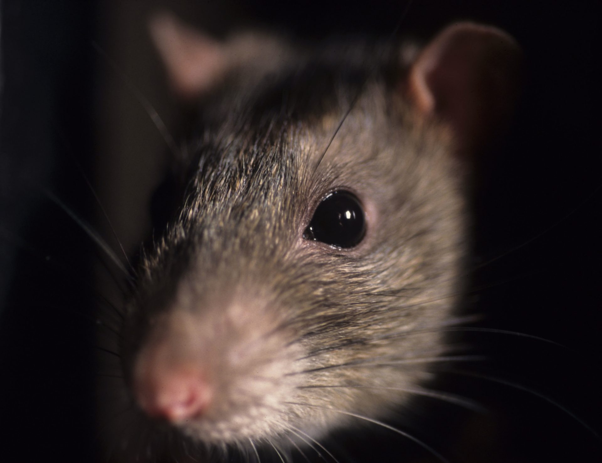 Ratos invadem esquadra nos EUA e ficam drogados após comerem marijuana apreendida