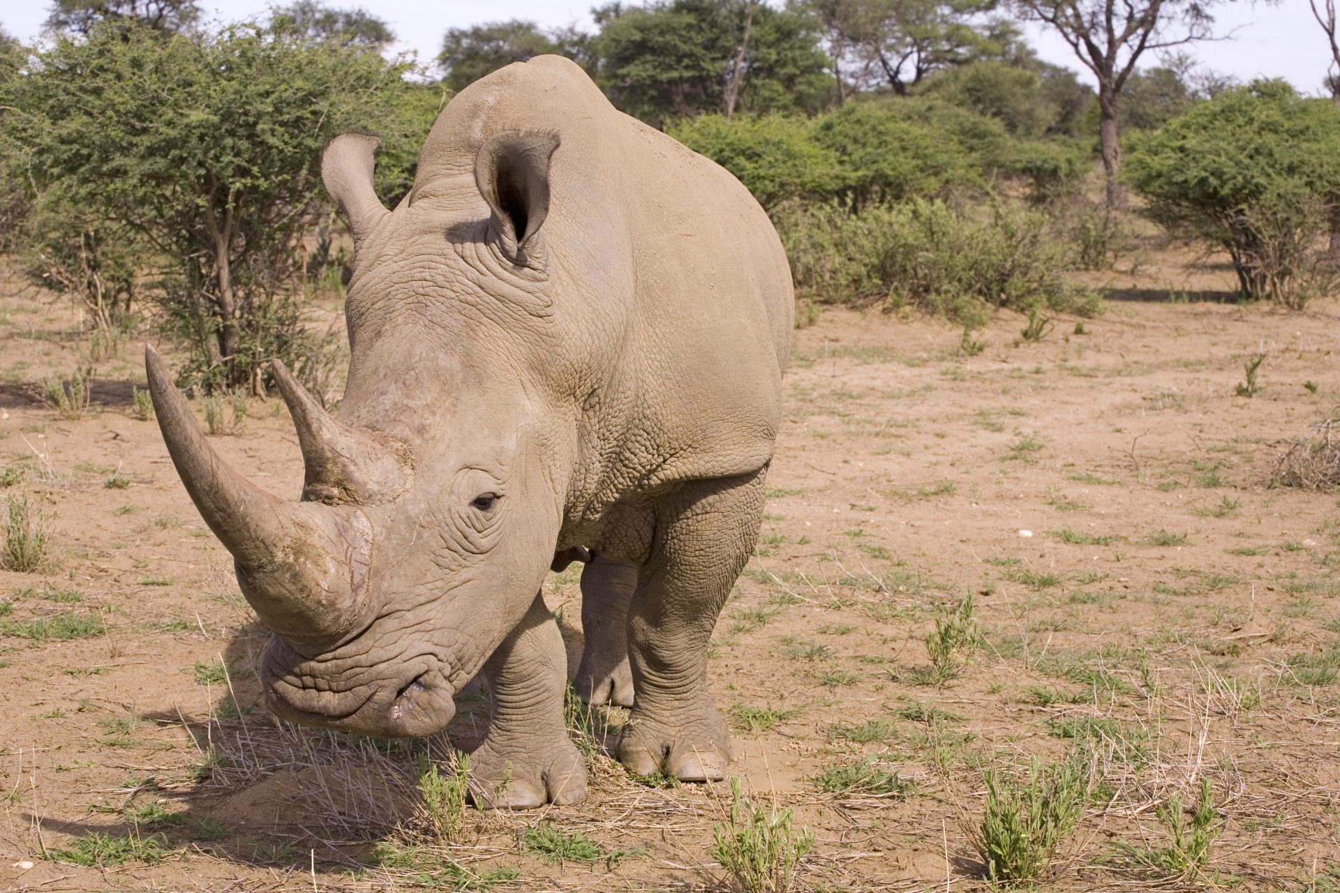 Apreendidos sete cornos de rinoceronte no valor de mais de 400 mil euros no Aeroporto de Lisboa