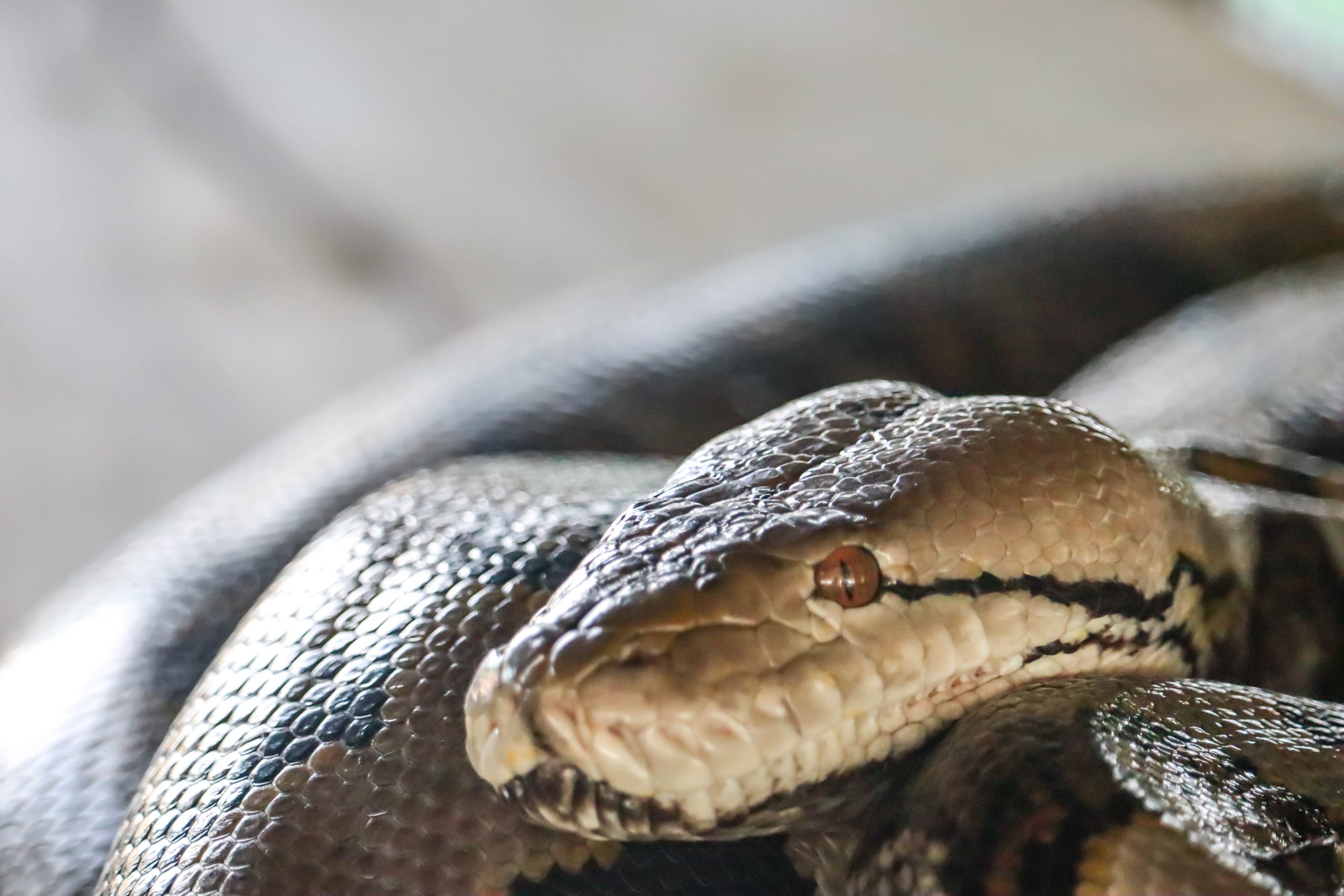 Corpo de mulher encontrado dentro de uma cobra pitão na Indonésia