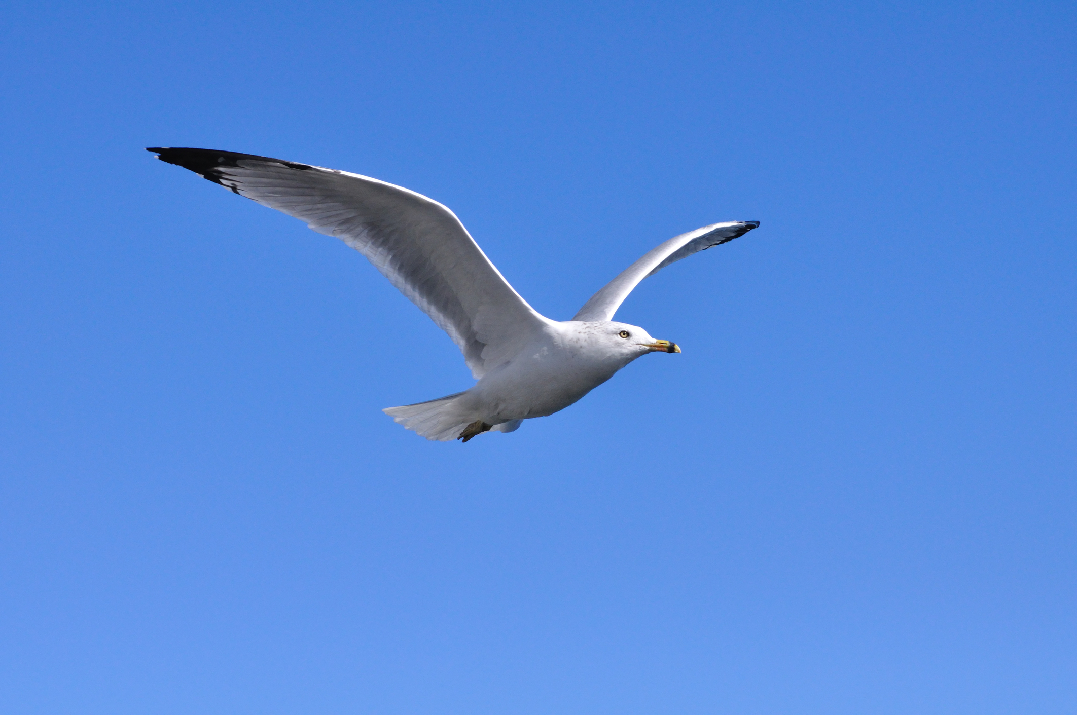 Gripes das Aves detetada em gaivotas nos distritos de Aveiro e Leiria