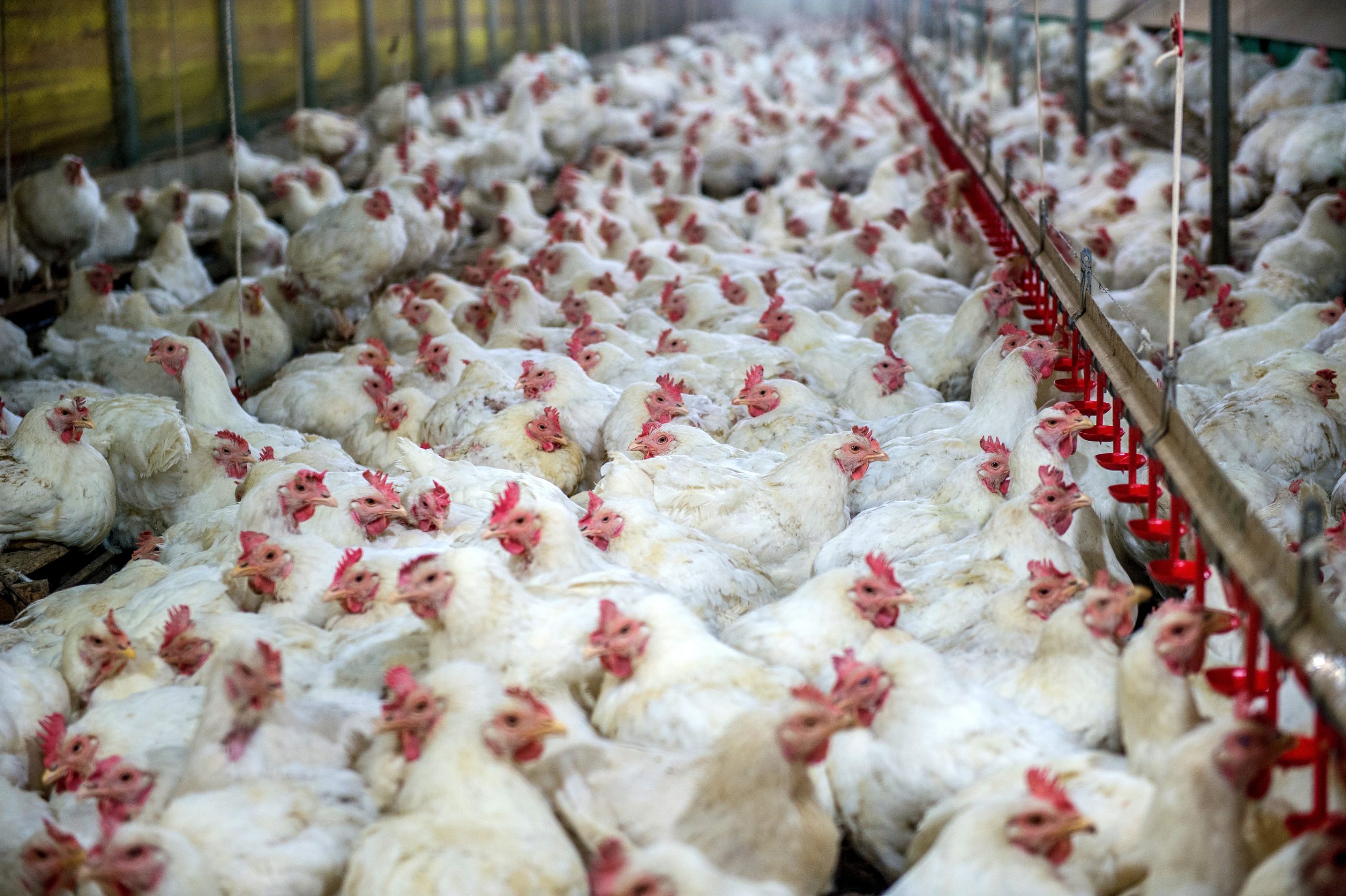 Consumo de carne e ovos não infetou humanos com a gripe das aves