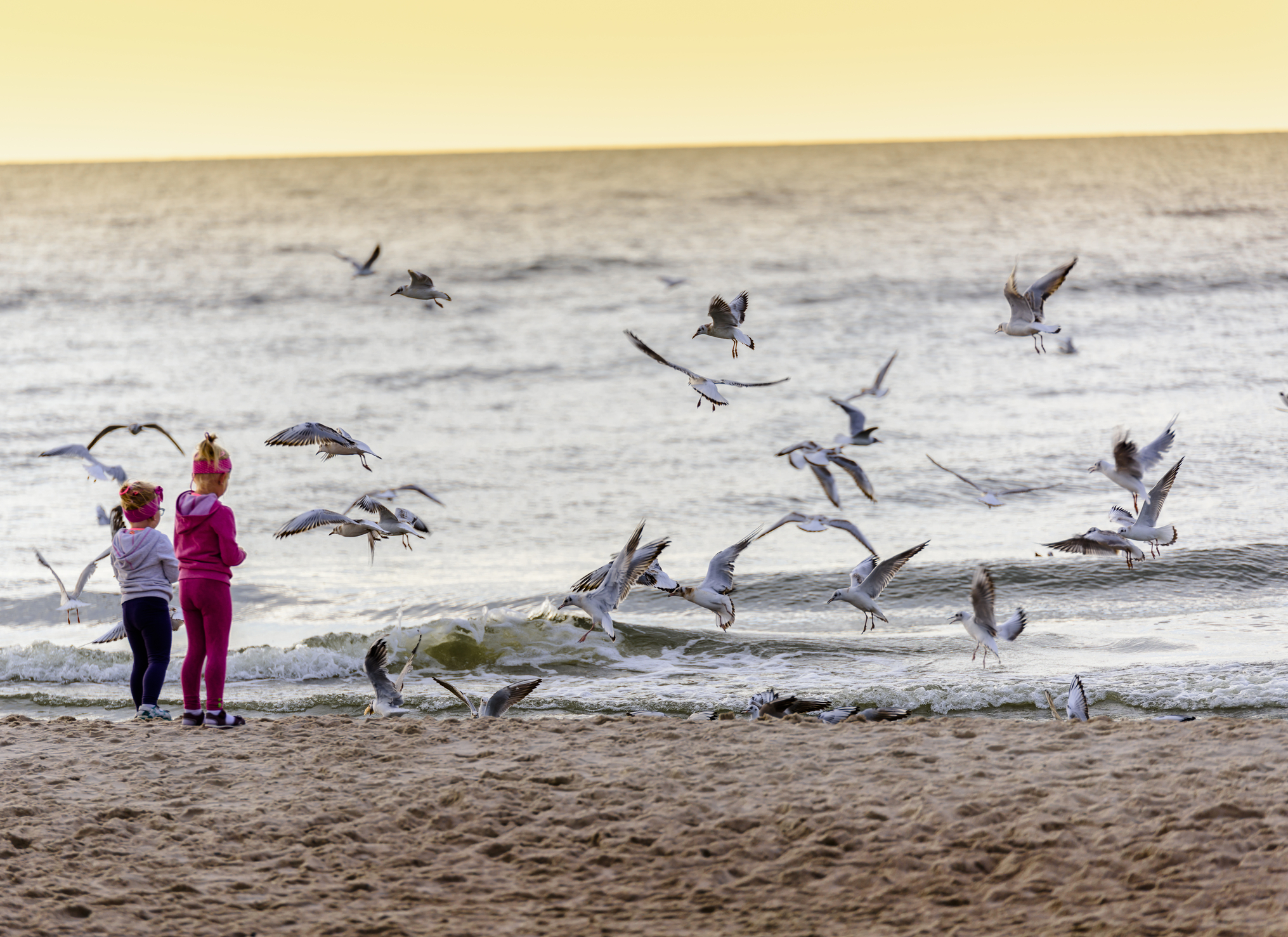 Detetada  Gripe das aves em gaivotas em Aveiro e Faro