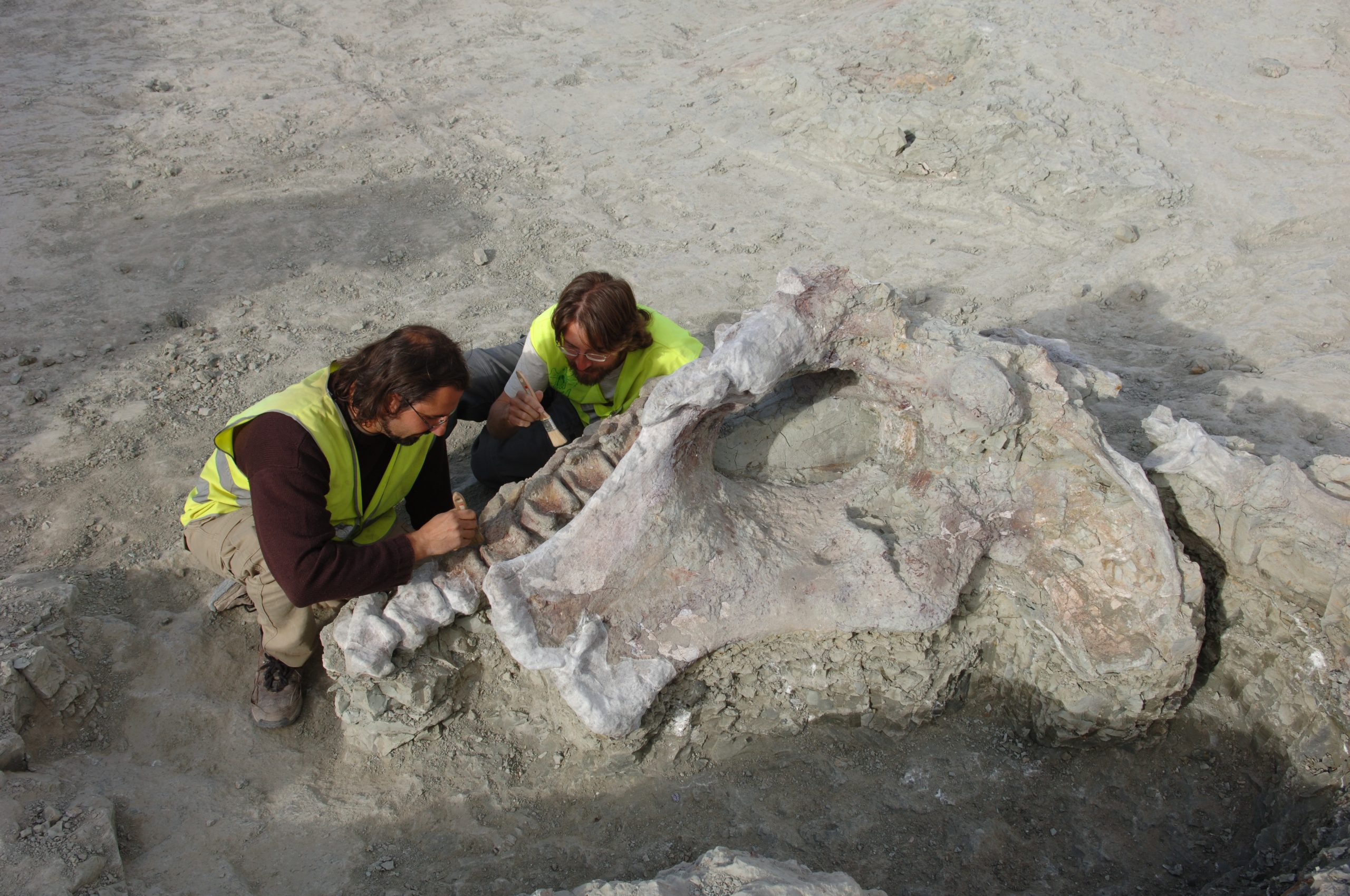 Qunkasaura pintiquiniestra, a espécie de dinossauro descoberta pela equipa de um investigador português