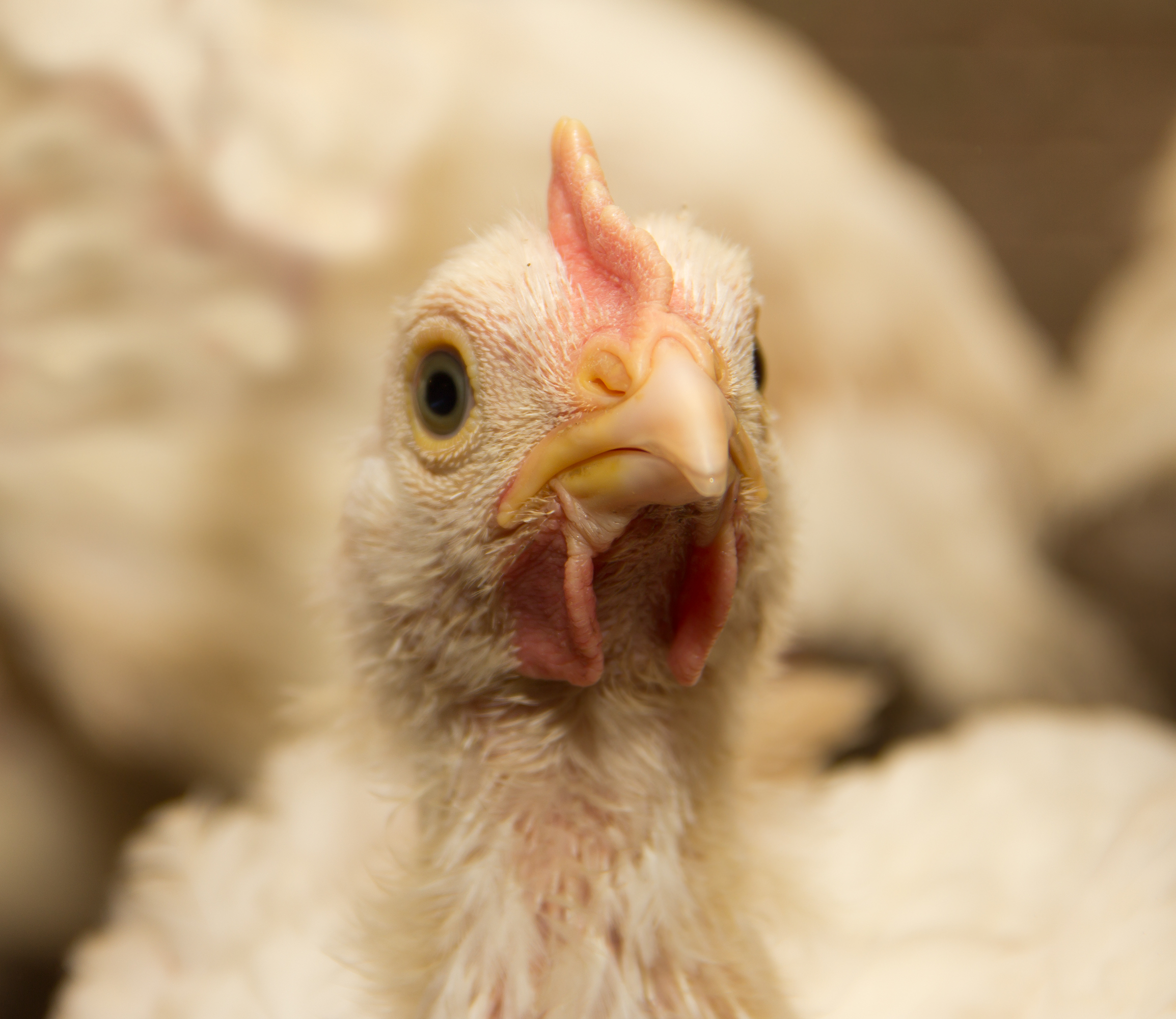 17 feridos em Intoxicação química em matadouro de aves em Óbidos