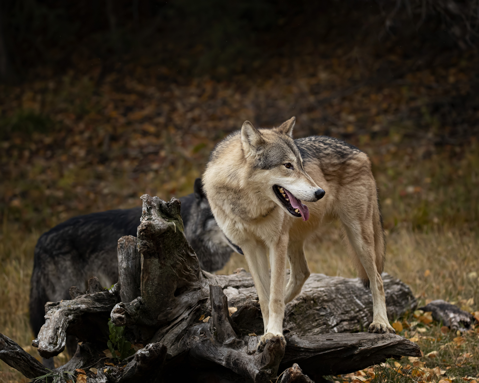 Comissão Europeia irá pedir redução de proteção do lobo