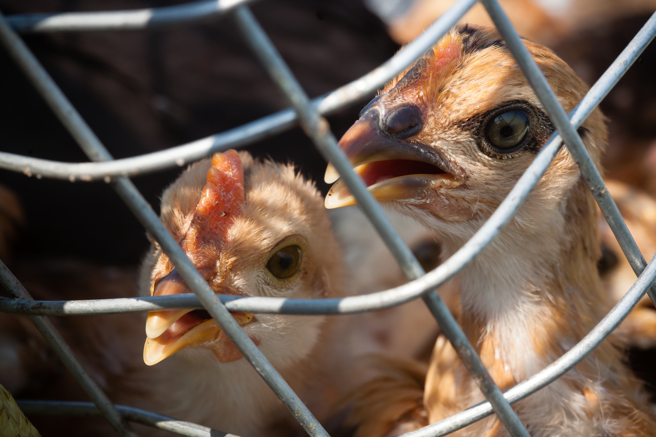 Aves devem ficar em confinamento para prevenir contacto com vírus da gripe aviária