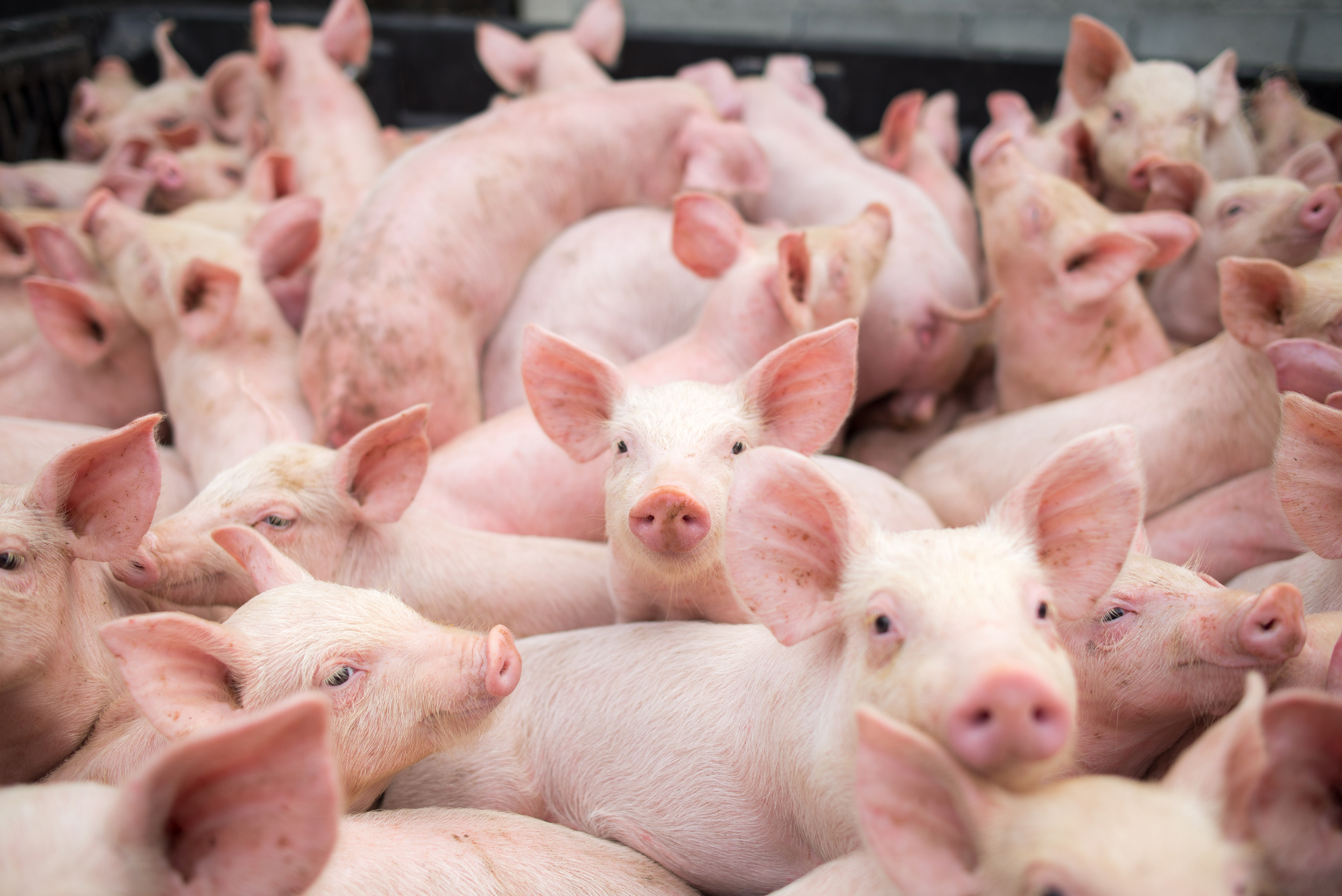 Genetically modified pork liver successfully transplanted to a person