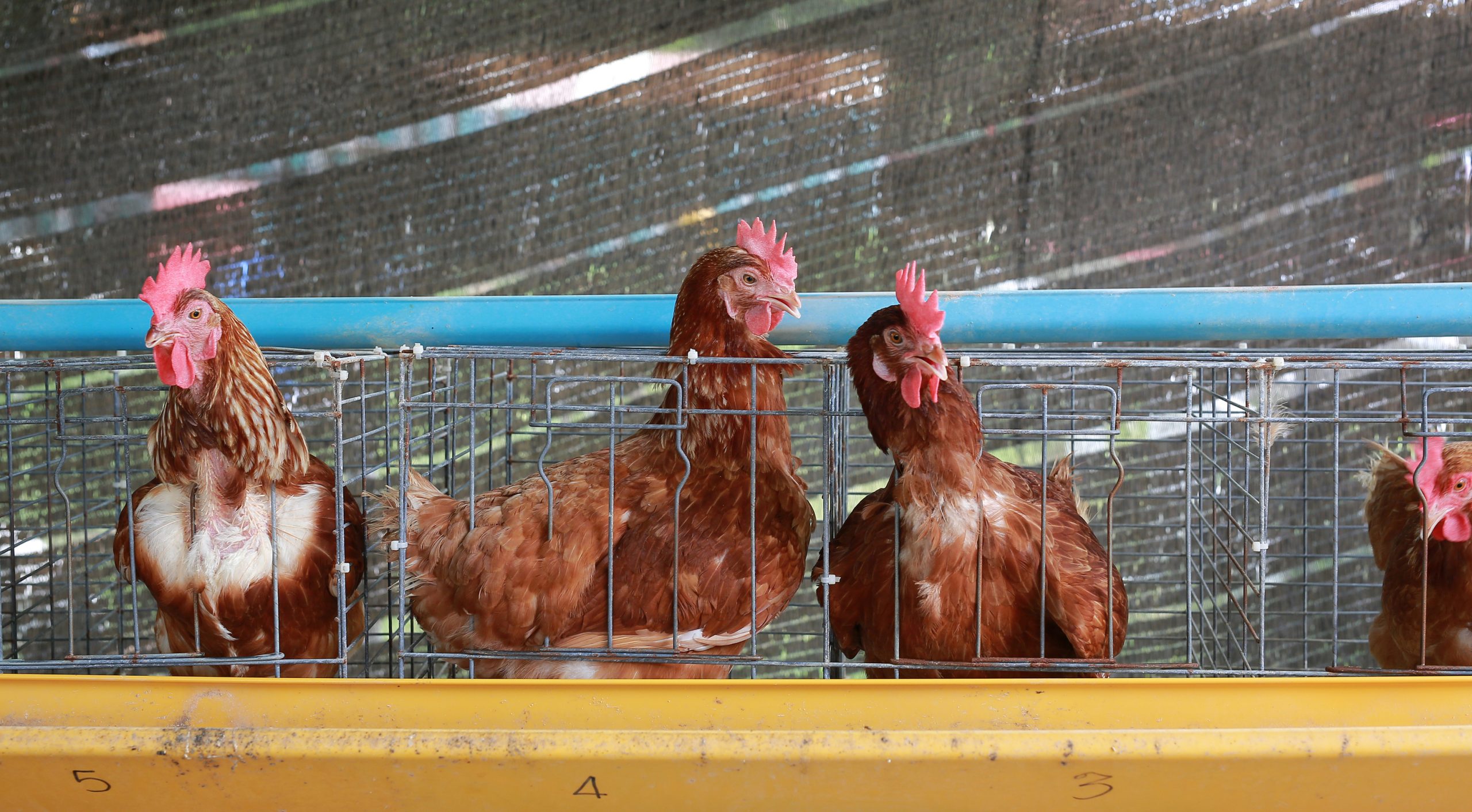 Lusiaves loses seal of animal welfare after disclosure of images with mistreatment