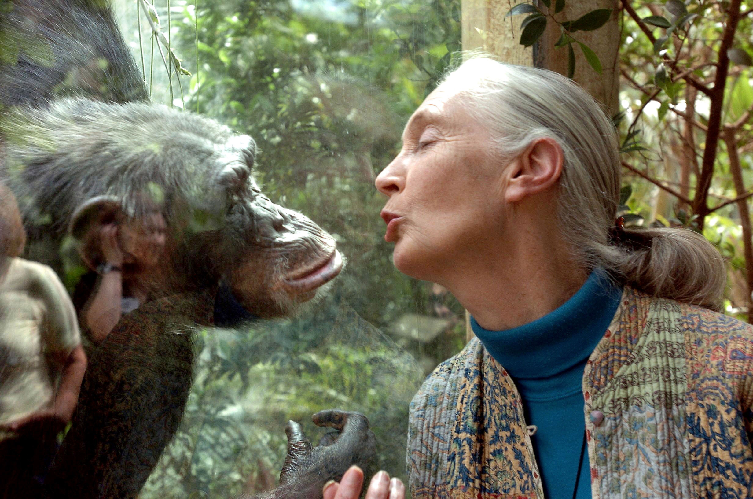 Morreu Jane Goodall, cientista famosa pelos estudos de chimpazés