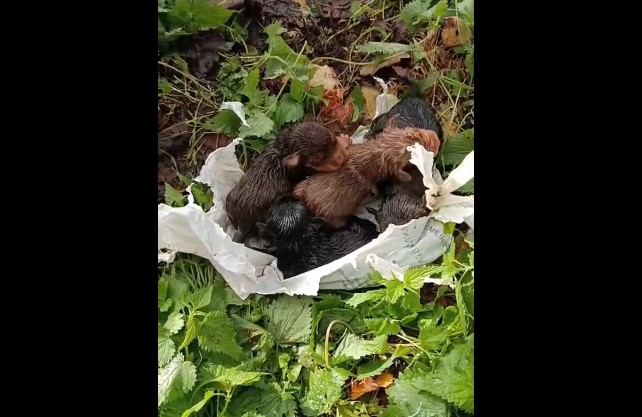 Vídeo mostra GNR a resgatar cinco cães recém-nascidos do fundo de um poço em Ponte de Lima