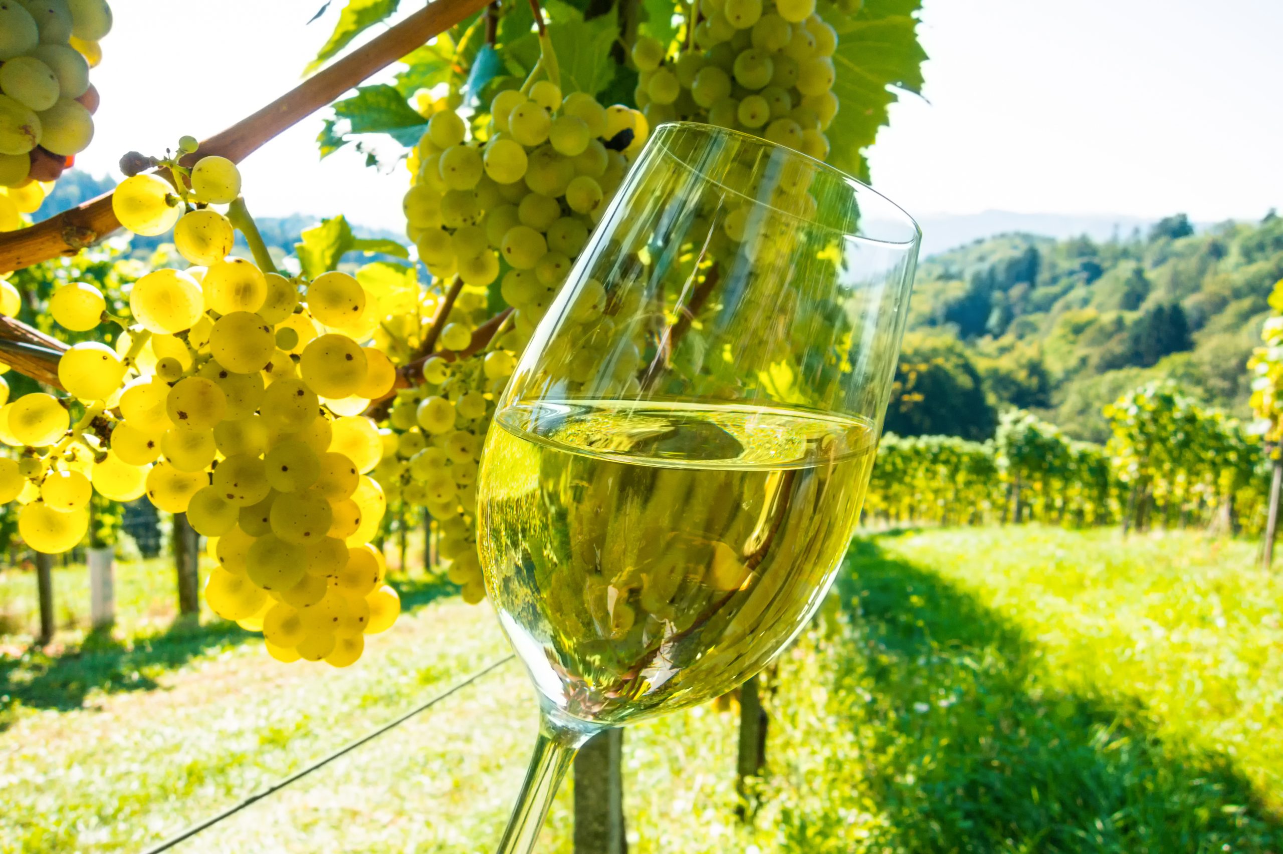 Oito detidos em megaoperação no setor do vinho. PJ desmonta alegado esquema de corrupção na certificação